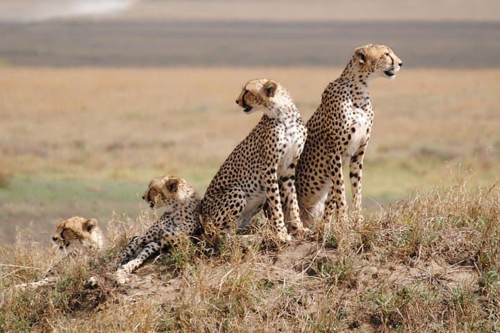 2-Day Overnight Tsavo East Safari from Mombasa or Diani Beach — Big Game & Lodge Stay