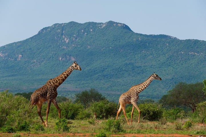 2-Day Overnight Tsavo East Safari from Mombasa or Diani Beach — Big Game & Lodge Stay photo 2