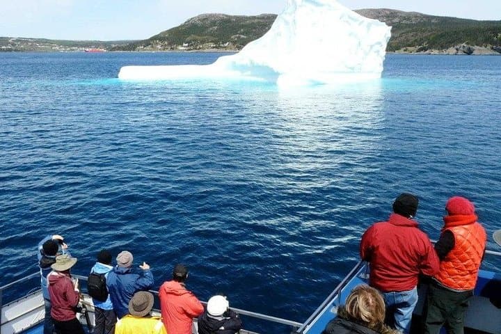 Puffins, Whales & Icebergs: Witless Bay Cruise from St. John's photo 2