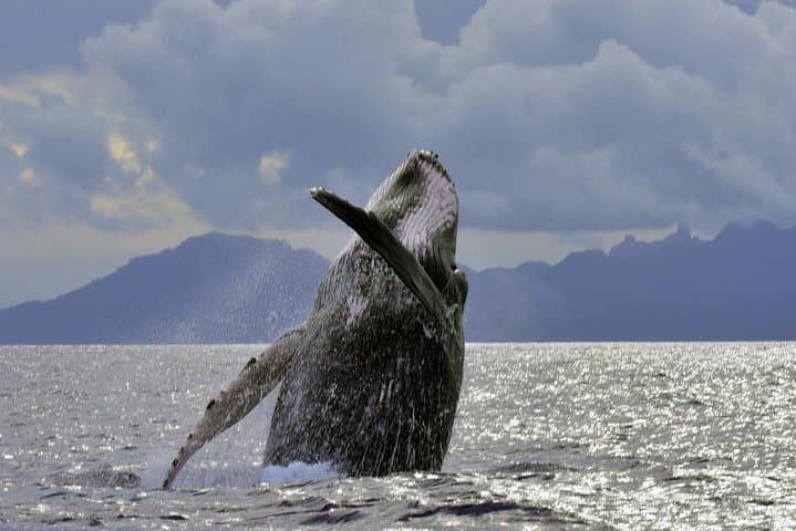Tahiti Humpback Whale Watching and Swim Adventure