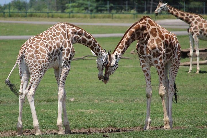 Nairobi Wildlife Day Tour: Giraffe Centre & David Sheldrick Elephant Orphanage photo 2