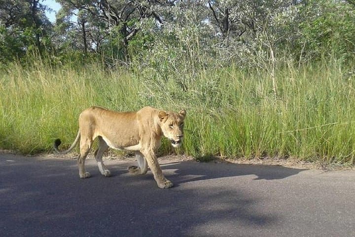 Overnight Kruger Safari: Classic Camping at Pretoriuskop photo 5