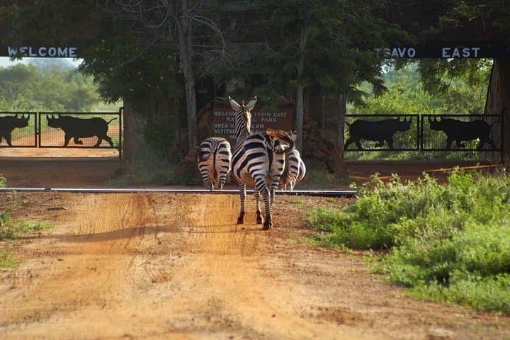 2-Day Overnight Tsavo East Safari from Mombasa or Diani Beach — Big Game & Lodge Stay photo 5