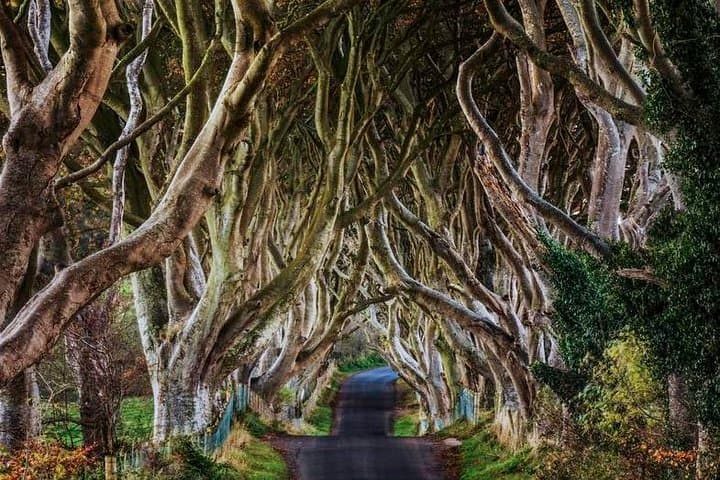 Giant's Causeway, Dunluce Castle and Dark Hedges Day Tour from Belfast photo 6