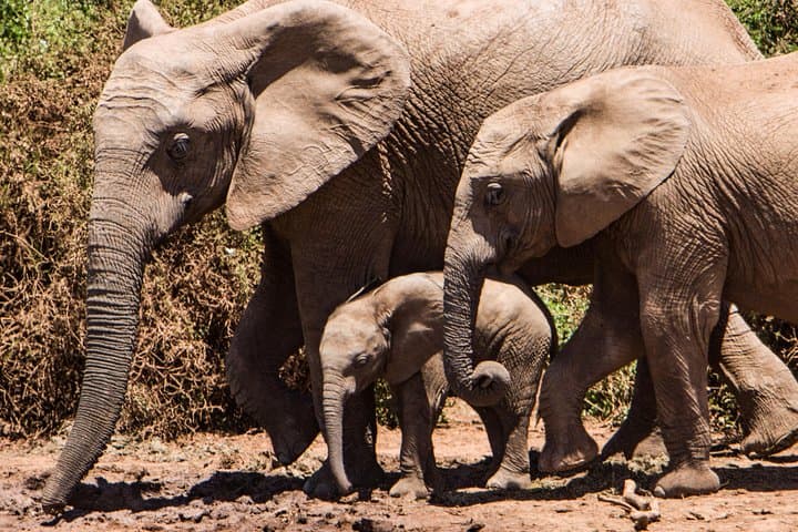 4-Day Kruger National Park Big 5 Safari & Panorama Route — God’s Window to the Sabie River photo 4