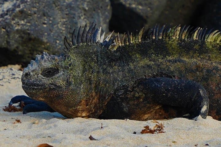 7-Day Galapagos Essentials: Wildlife, Snorkeling & Highlands photo 6
