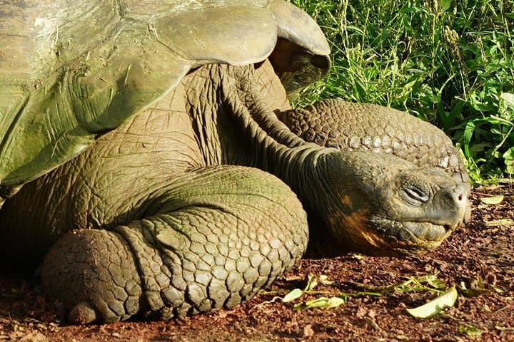 7-Day Galapagos Essentials: Wildlife, Snorkeling & Highlands photo 2