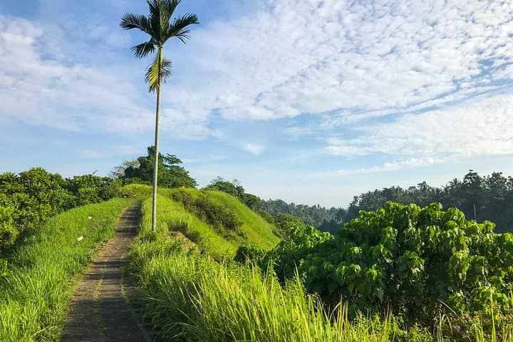 Ubud Countryside Day Tour — Campuhan Ridge Walk, Tegalalang & Tirta Empul photo 4