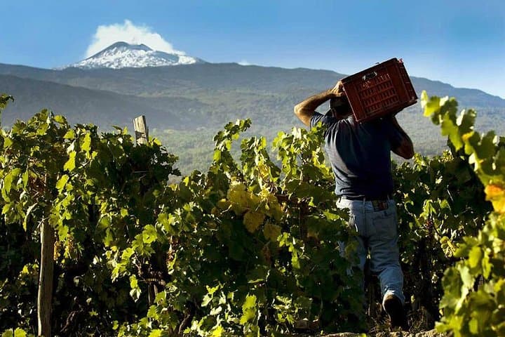 Private Etna Volcano Tour from Messina with Winery Lunch