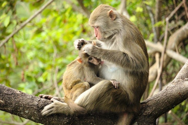 Kuala Selangor Night Safari: Silver‑Leaf Monkeys, Fireflies & River Dinner photo 4