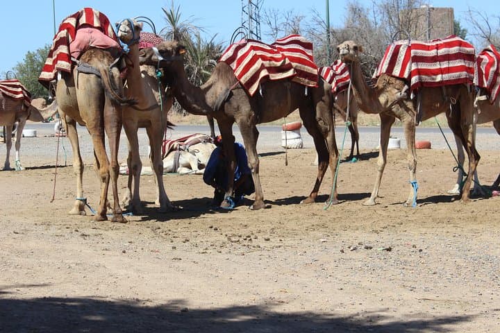Camel Ride in the Palmeraie of Marrakech: Palm-Oasis Experience & Practical Guide photo 5