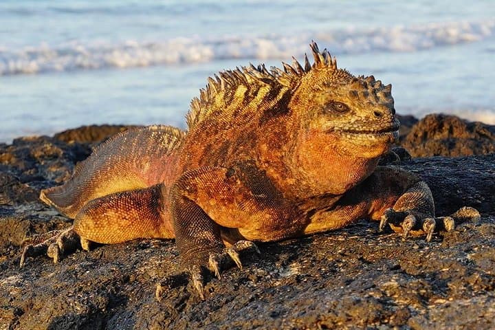 Best of Galapagos: 7-Day Island-Hopping Snorkel & Sierra Negra Hike photo 6