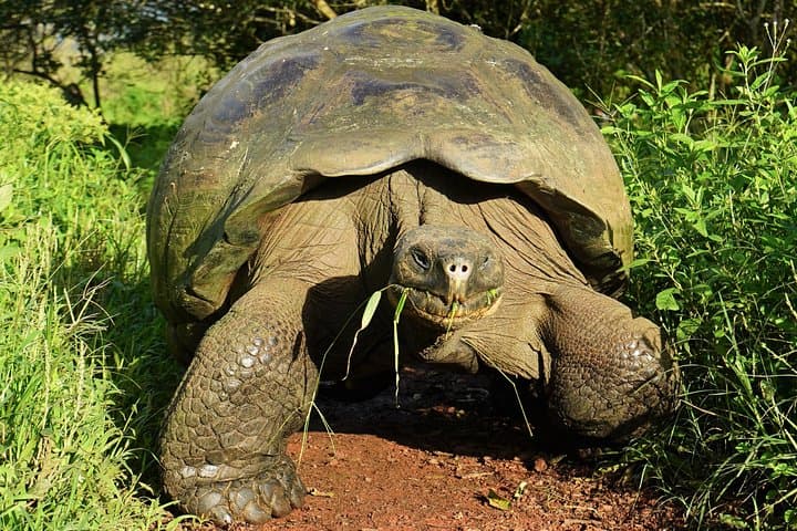 Best of Galapagos: 7-Day Island-Hopping Snorkel & Sierra Negra Hike