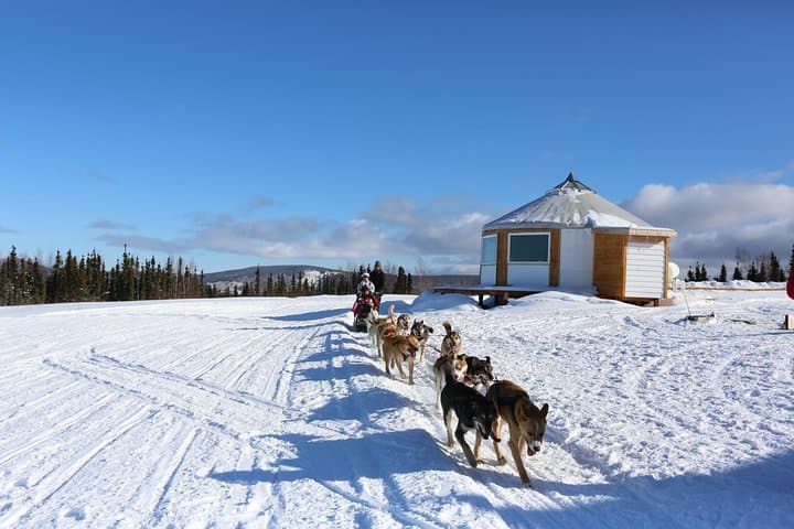 1-Hour Winter Dog Sledding in Fairbanks: Authentic Alaskan Mushing Experience photo 5