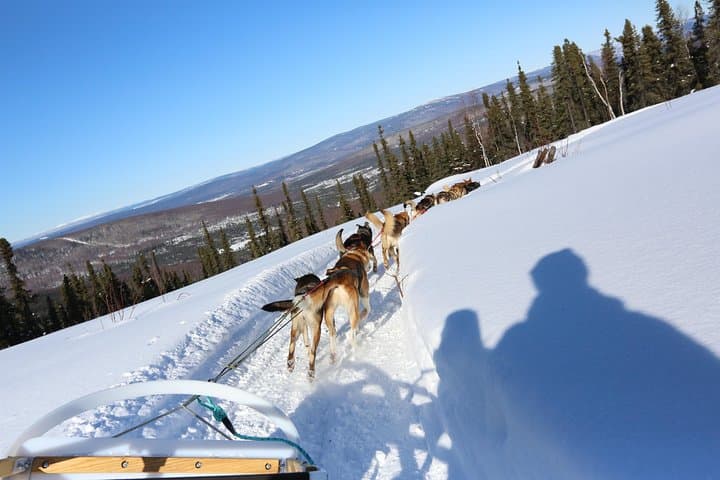 1-Hour Winter Dog Sledding in Fairbanks: Authentic Alaskan Mushing Experience photo 6