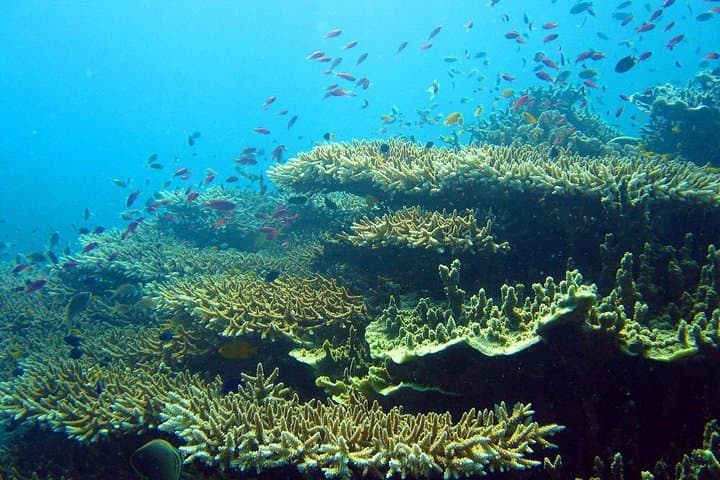 Oslob Whale Shark Watching and Kawasan Canyoneering: Full-Day Cebu Adventure