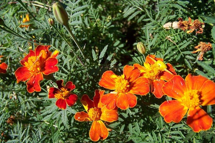 Varenna, Villa Monastero & Patriarchs Greenway: Lake Como Nature Walk photo 4
