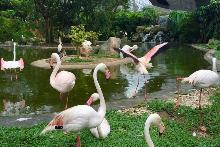 Inside KL Bird Park: Free-Flight Aviary, Hornbills & Private Pickup photo 2