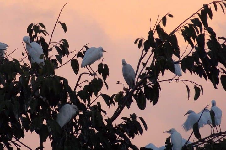 Ubud Half-Day: Monkey Forest, Art Market & Petulu White Herons photo 6