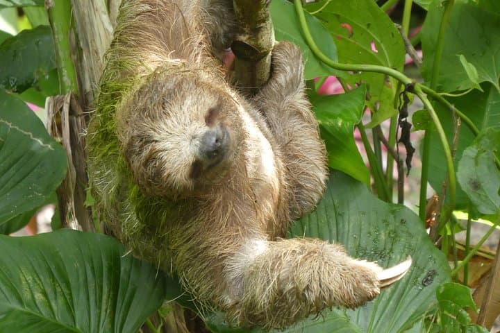 Rainforest Eco Tour from Tamarindo: Sloths, Waterfalls & Volcano Views photo 3