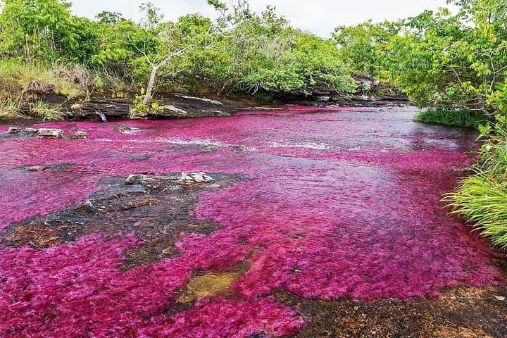 3-Day Caño Cristales Rainbow River Tour from Bogotá — Guide to Colombia's Rainbow River photo 6
