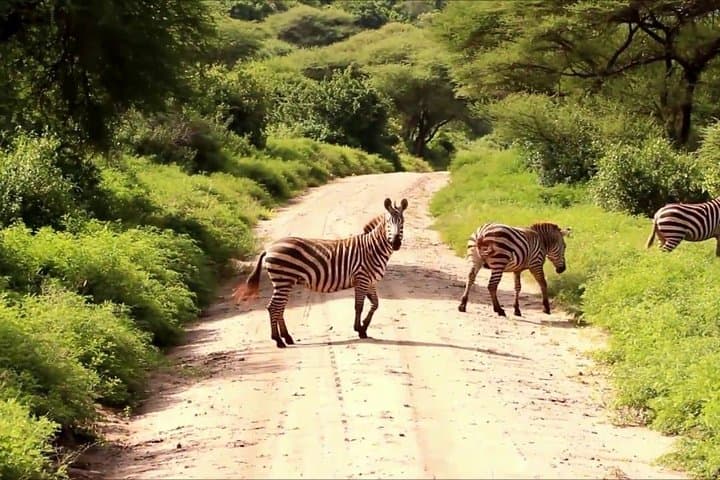 Exploring Nairobi National Park: The Perfect Safari During an Airport Layover photo 5