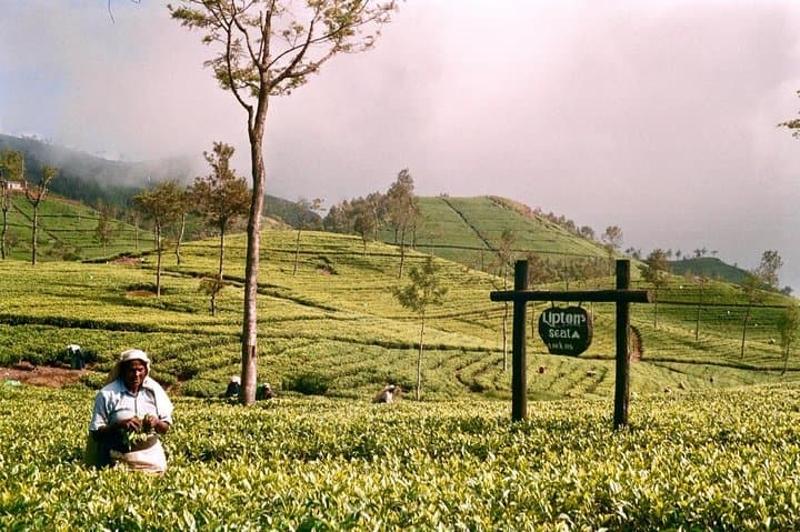 Lipton's Seat & Dambetenna Tea Factory Day Trip from Ella