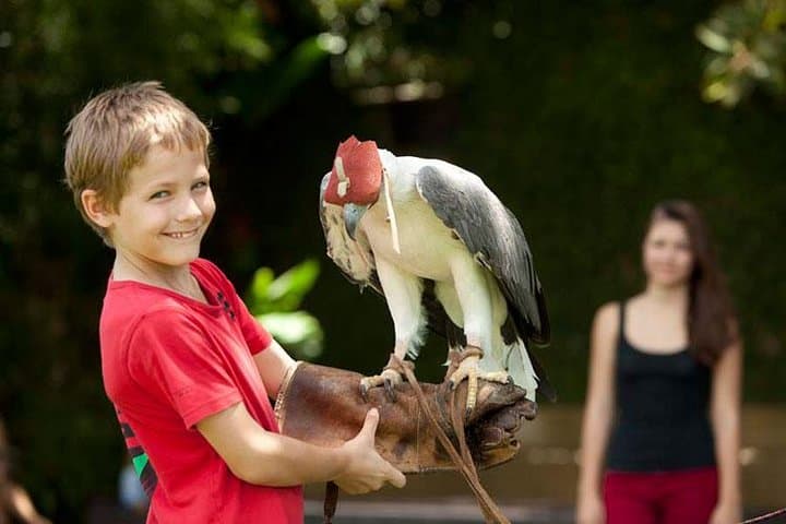 Bali Bird Park Admission with Hotel Transfer — Bird Shows, Breeding Programs & Tropical Gardens photo 4