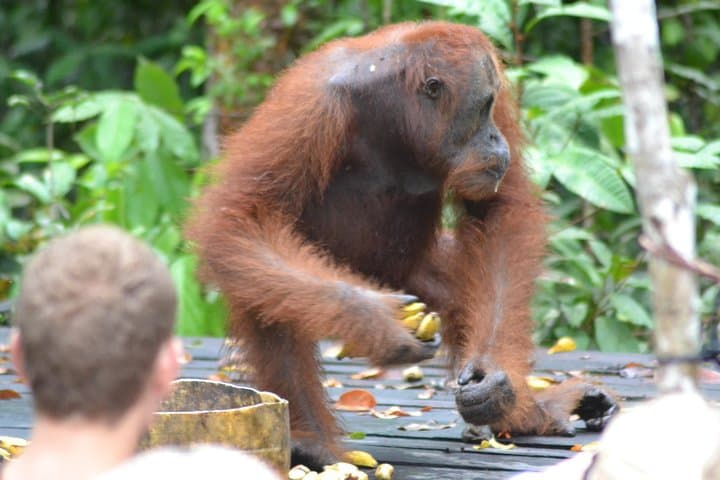 Dayak Lamandau & Orangutan Trek: 6-Day Tanjung Puting Cultural and Wildlife Expedition photo 4