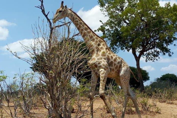 Chobe Day Trip from Livingstone — Botswana Riverfront Safari & Wildlife Viewing photo 4