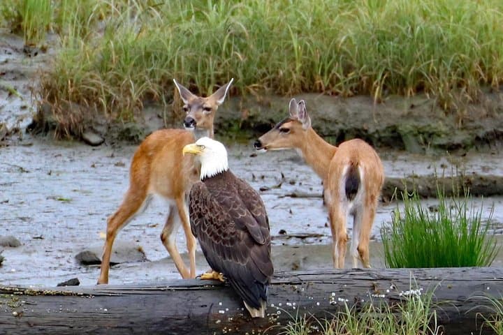 Ketchikan Totems & Wildlife Trolley: Saxman, Herring Cove & City Sights photo 5