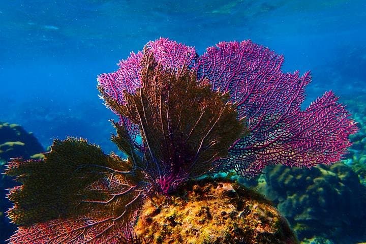 Roatan Catamaran Snorkel: Shipwrecks, Starfish & Big Bight Beach Transfer photo 3