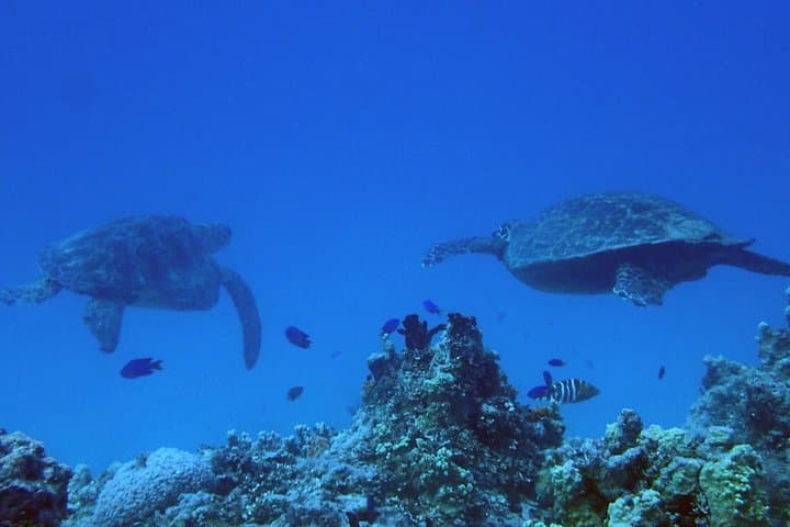 Dogleg Reef Beach Dives — Guam Scuba Trips for Beginners and Experienced Divers photo 3