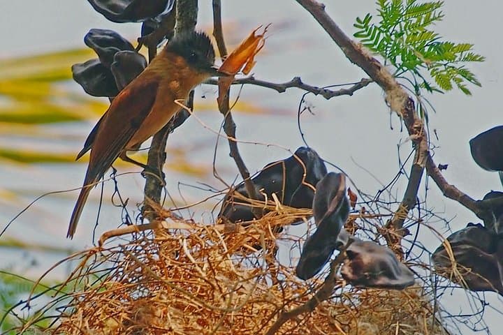 Bird Watching in La Mancha: Veracruz’s Migratory Raptor Corridor photo 5