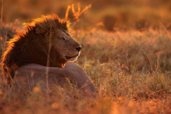 Tarangire & Lake Manyara Safari: 4-Day Northern Tanzania Game-Drive Itinerary