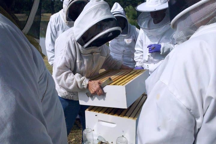 Private Beekeeping Day Trip from Bucharest — Apiary Tour & Honey Tasting photo 6