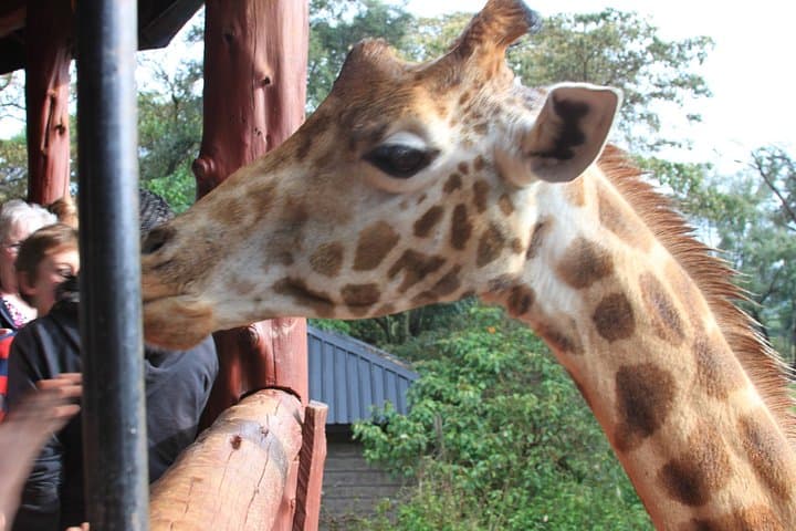 Face-to-Face with Rothschild Giraffes: Nairobi Giraffe Centre Experience photo 3