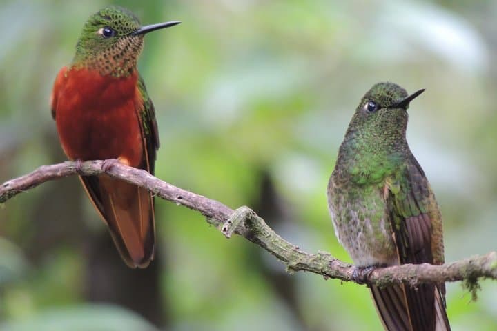 2-Day Quito Condor Birdwatching & Papallacta Hot Springs photo 2