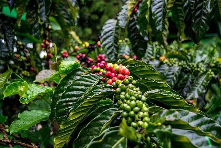 Dalat Waterfall Tour — Pongour, Datanla & Coffee Farm Day Trip photo 5