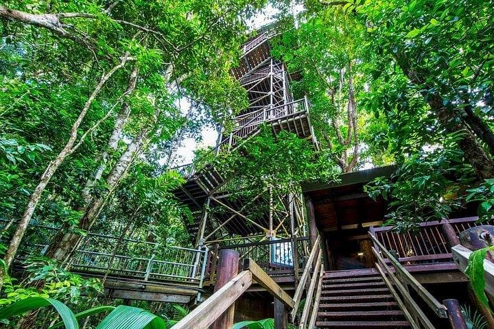 Daintree Discovery Centre: Canopy Walks, Aerial Trails & Rainforest Learning photo 6
