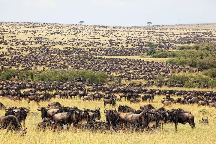 5-Day Luxury Safari: Hell's Gate, Lake Naivasha, Lake Nakuru & Masai Mara photo 3