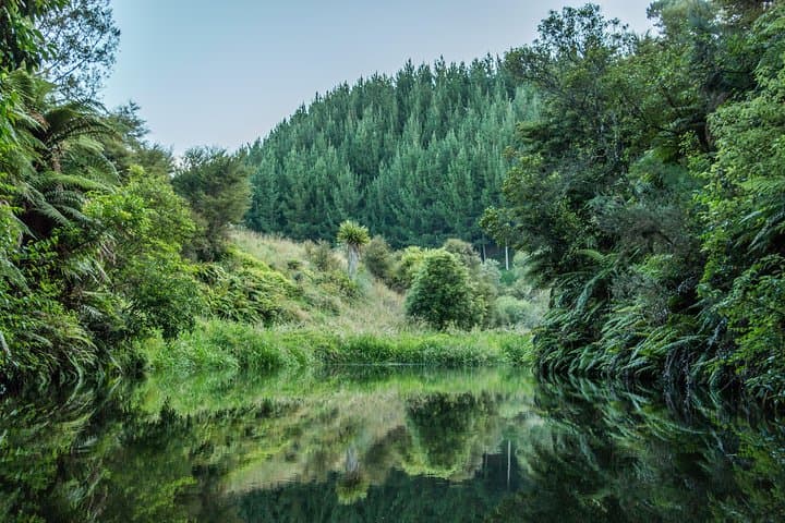 Twilight Glowworm Kayak Tour on Lake Karapiro: Paddle Through a Living Nightlight