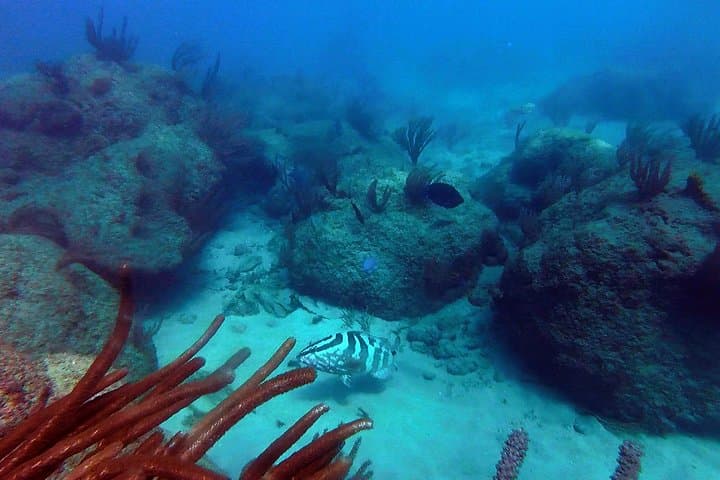 Guide to Beginner Scuba Diving with Turtles in San Juan photo 2