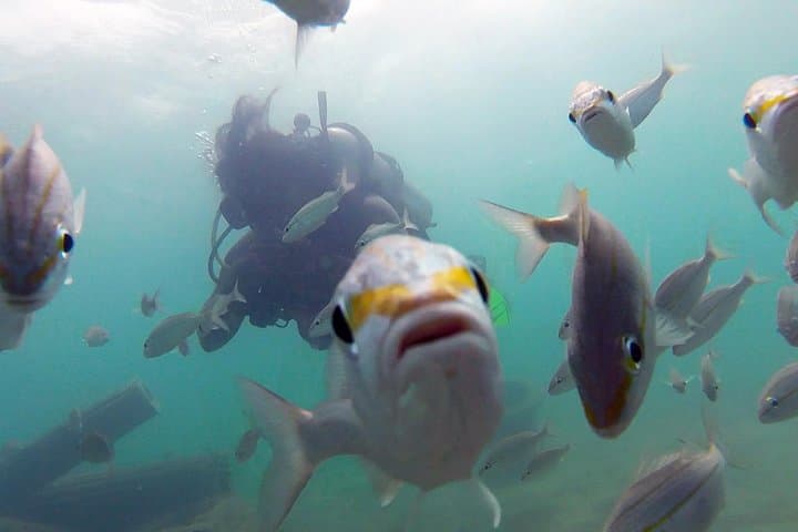 Guide to Beginner Scuba Diving with Turtles in San Juan photo 3