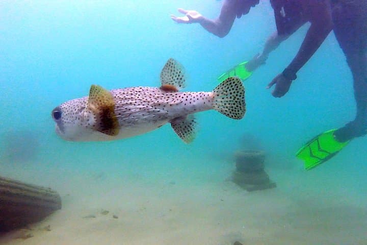 Guide to Beginner Scuba Diving with Turtles in San Juan photo 4