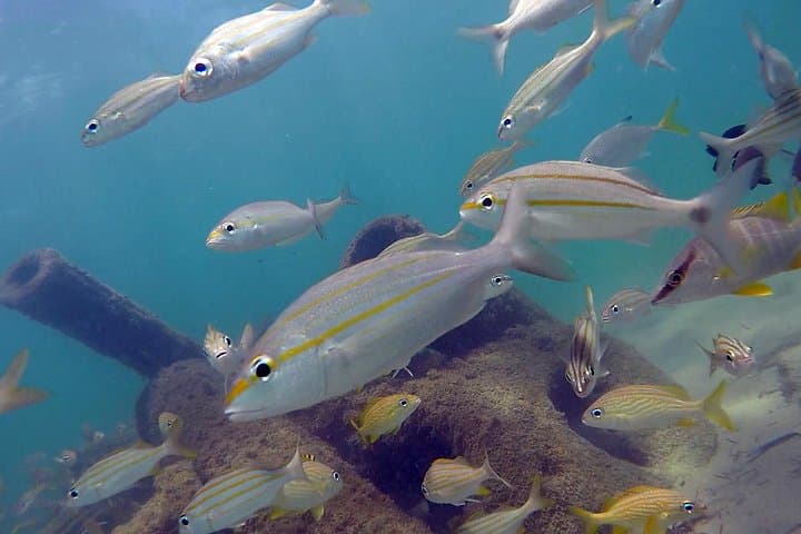 Guide to Beginner Scuba Diving with Turtles in San Juan photo 5