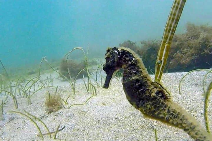Guide to Beginner Scuba Diving with Turtles in San Juan photo 6
