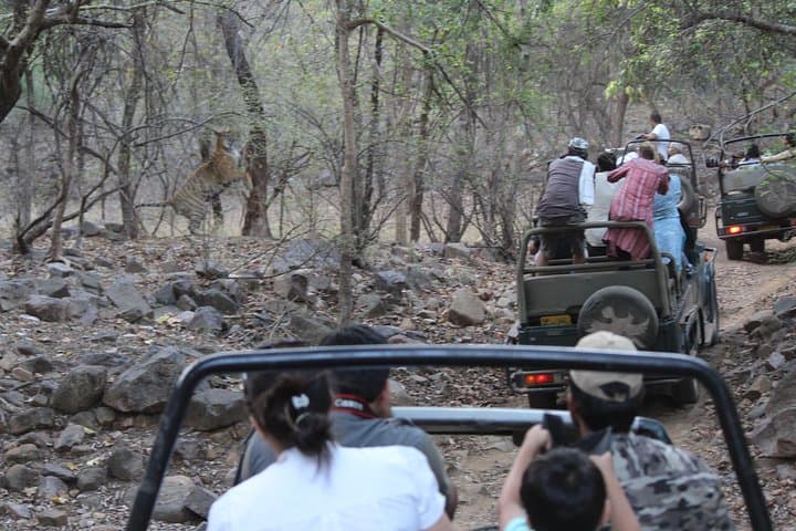 Private Full-Day Ranthambore Tiger Safari from Jaipur photo 2