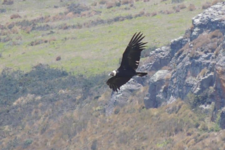 2-Day Quito Condor Birdwatching & Papallacta Hot Springs photo 6