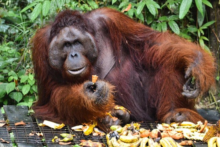 Semenggoh Orangutan Sanctuary Tour: See Semi‑Wild Orangutans Near Kuching photo 5